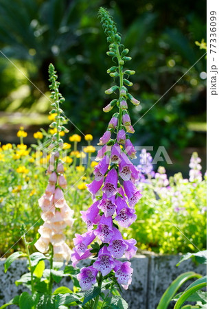 穂状の紫色の花 77336099