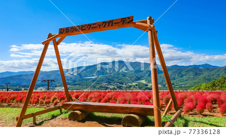 ひるがのピクニックガーデン、満開のコキア〈岐阜県郡上市〉 77336128