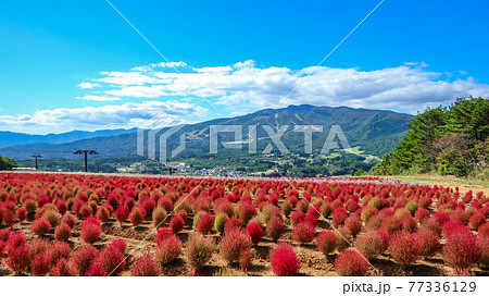 ひるがのピクニックガーデン、満開のコキア〈岐阜県郡上市〉 77336129
