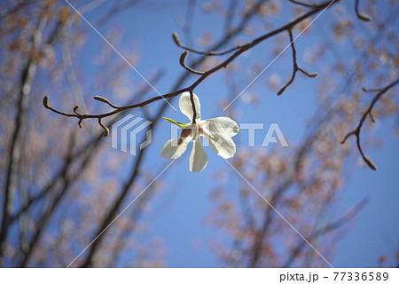 白い木蓮の花の写真素材