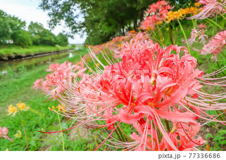 稗田川 満開のリコリス 愛知県高浜市 の写真素材