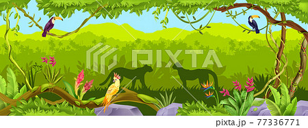 Jungle vector forest background, exotic nature wood thicket landscape, leopard, toucan, parrot, rock 77336771