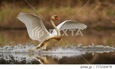 Mute swan landing on splashing water in spring nature Mute swan landing on splashing water in spring nature 77336876