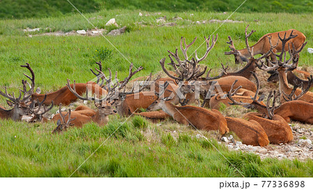 Group of red deer lying on alpine meadow in summer Group of red deer lying on alpine meadow in summer 77336898