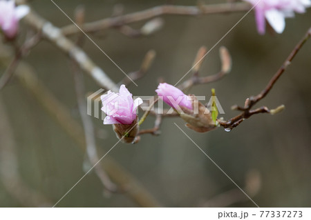 県指定天然記念物　シデコブシの花　三重県四日市市川島町のシデコブシ群落にて 77337273