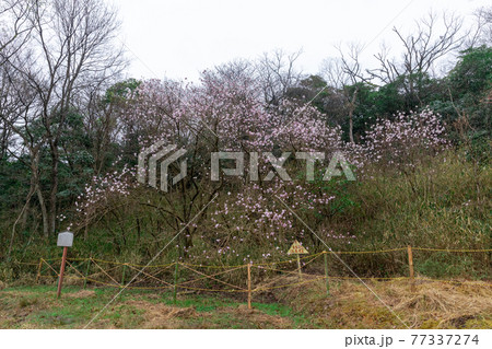 県指定天然記念物　シデコブシの花　三重県四日市市川島町のシデコブシ群落にて 77337274