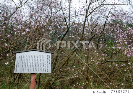 県指定天然記念物 シデコブシの花 三重県四日市市川島町のシデコブシ群落にて 県指定天然記念物 シデコブシの花 三重県四日市市川島町のシデコブシ群落にて 77337275
