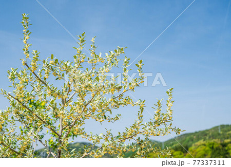 花咲くオリーブの木と青空 77337311