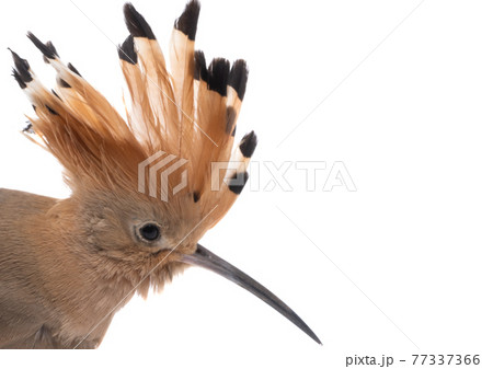 hoopoe bird isolated hoopoe bird isolated 77337366