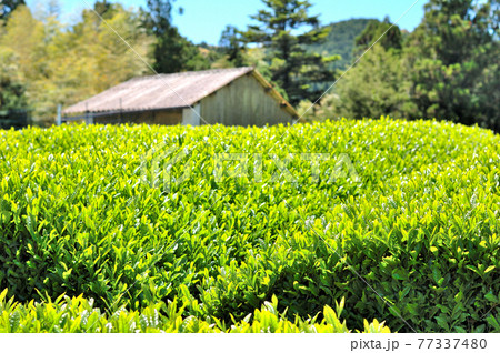 静岡市松野のお茶畑の風景 静岡市松野のお茶畑の風景 77337480