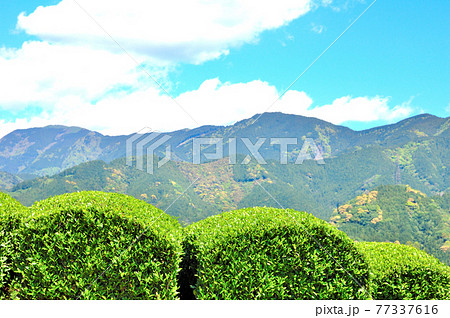 静岡市松野のお茶畑の風景 静岡市松野のお茶畑の風景 77337616