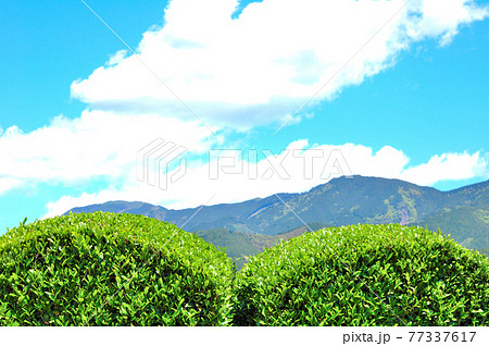静岡市松野のお茶畑の風景 静岡市松野のお茶畑の風景 77337617