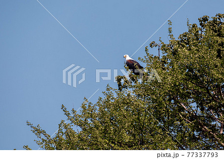 African Fish Eagle Ethiopia Africa wildlife African Fish Eagle Ethiopia Africa wildlife 77337793
