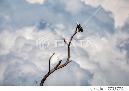 African Fish Eagle Ethiopia Africa wildlife African Fish Eagle Ethiopia Africa wildlife 77337794