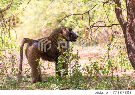 injured chacma baboon, papio ursinus, Ethiopia. Africa 77337803