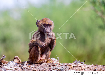 baby of chacma baboon sitting on garbage at the landfill, Ethiopia 77337805