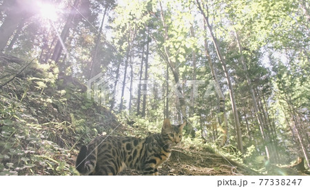 One cat in a city park. Bengal wildcat walk on the forest in collar. Asian Jungle Cat or Swamp or Reed. Domesticated leopard cat. 77338247