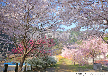 安野花の駅公園 77338257