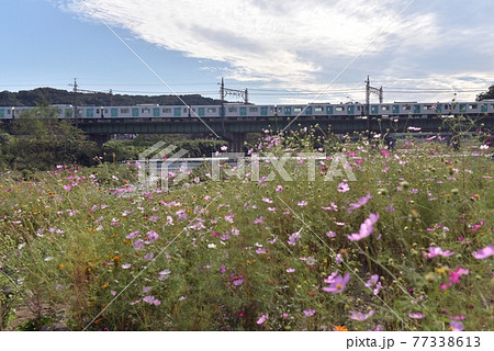 秋の青空に白い雲、ピンクのコスモスが咲いた入間川を渡る西武線40000系新型車両 秋の青空に白い雲、ピンクのコスモスが咲いた入間川を渡る西武線40000系新型車両 77338613