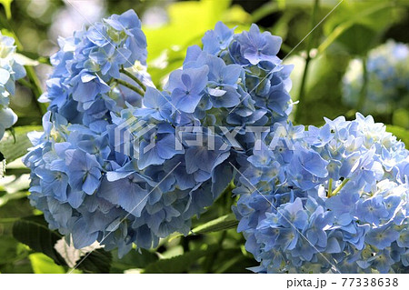 ハート形のあじさいの花が可愛い ハート形のあじさいの花が可愛い 77338638