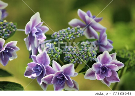 白い縁取りが魅力のある紫陽花の花 77338643