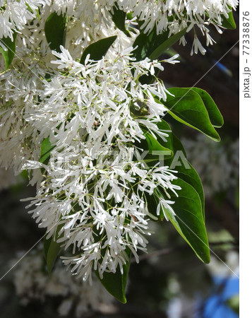 満開の「ナンジャモンジャ」の花 満開の「ナンジャモンジャ」の花 77338876