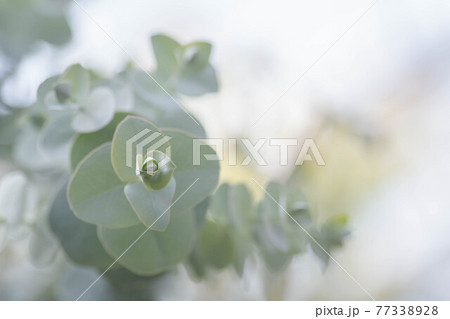 ユーカリの葉 ユーカリの葉 77338928