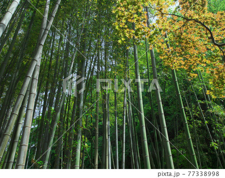 竹林 竹林 77338998