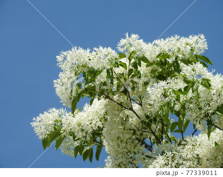 満開の「ナンジャモンジャ」の花 77339011