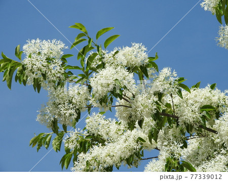 満開の「ナンジャモンジャ」の花 満開の「ナンジャモンジャ」の花 77339012