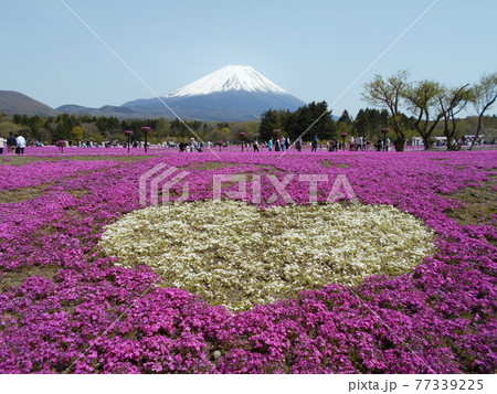 山梨県富士河口湖町本栖の富士芝桜まつり 山梨県富士河口湖町本栖の富士芝桜まつり 77339225