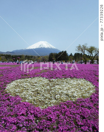 山梨県富士河口湖町本栖の富士芝桜まつり 77339226