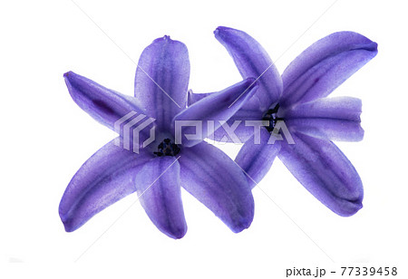 hyacinth flower hyacinth flower 77339458