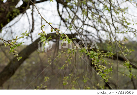 blossoming buds on a willow tree in spring 77339509