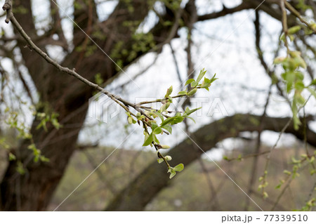 blossoming buds on a willow tree in spring blossoming buds on a willow tree in spring 77339510