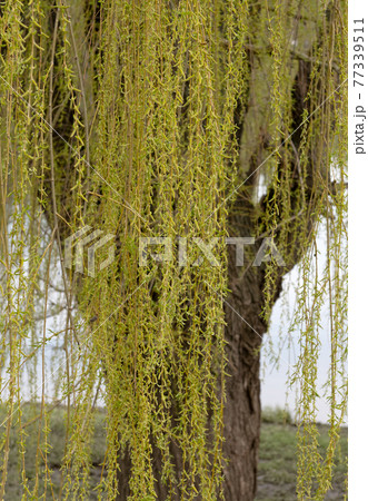 blossoming buds on a willow tree in spring blossoming buds on a willow tree in spring 77339511
