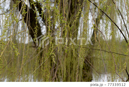 blossoming buds on a willow tree in spring blossoming buds on a willow tree in spring 77339512