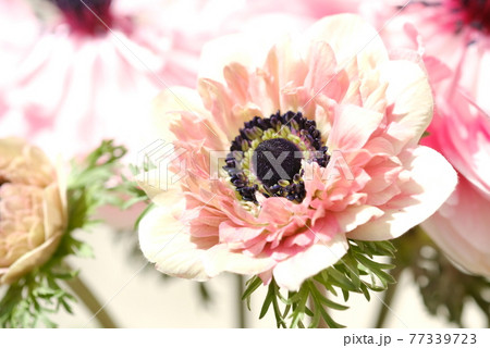 アネモネの花 アネモネの花 77339723