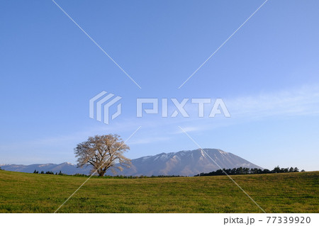 小岩井農場の一本桜 小岩井農場の一本桜 77339920