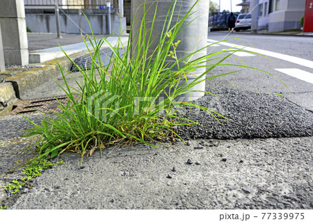 コンクリートの隙間から生えている雑草 77339975