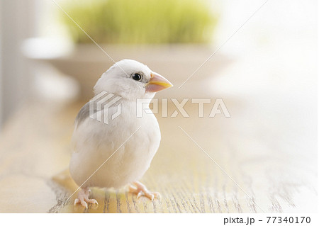 生後約一か月の白文鳥のヒナ 生後約一か月の白文鳥のヒナ 77340170
