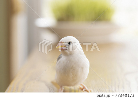 生後約一か月の白文鳥のヒナ 生後約一か月の白文鳥のヒナ 77340173