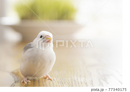 生後約一か月の白文鳥のヒナ 77340175