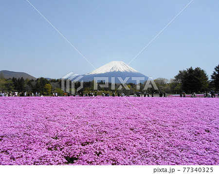 山梨県富士河口湖町本栖の富士芝桜まつりの風景 山梨県富士河口湖町本栖の富士芝桜まつりの風景 77340325
