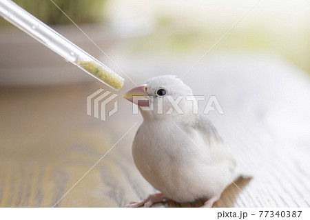 挿し餌を受ける白文鳥のヒナの写真素材