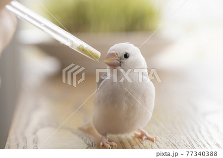 挿し餌を受ける白文鳥のヒナの写真素材