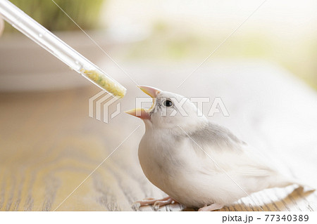 挿し餌を受ける白文鳥のヒナの写真素材