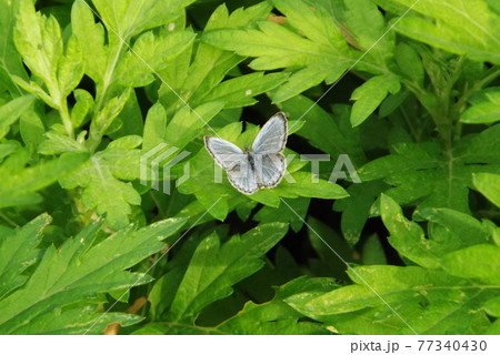 葉の上のヤマトシジミ 77340430