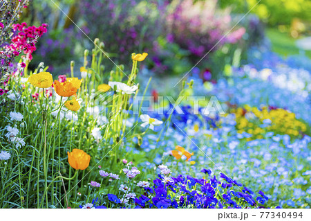 馬見丘陵公園 満開の春の花々 馬見丘陵公園 満開の春の花々 77340494