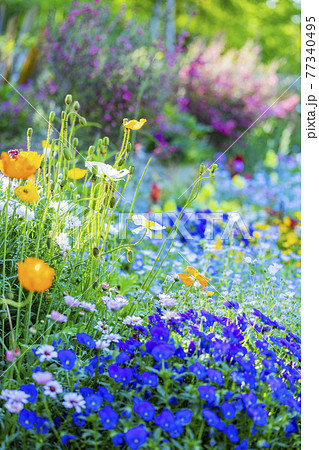 馬見丘陵公園　満開の春の花々 77340495